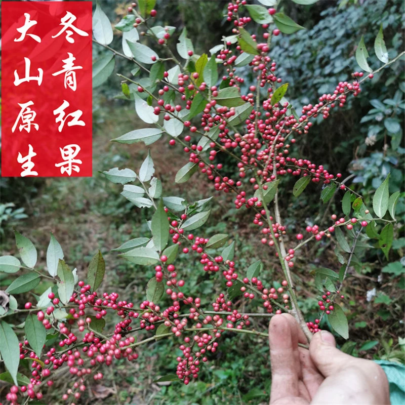 红果冬青树苗毛冬青铁冬青满条红小叶小果吉祥年宵观果盆栽原生