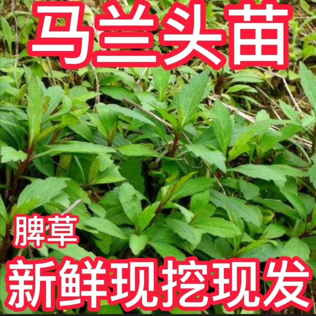 马兰头新鲜路边菊鱼秋串泥揪串潮汕脾草青里及脾仔草脾草野生现挖