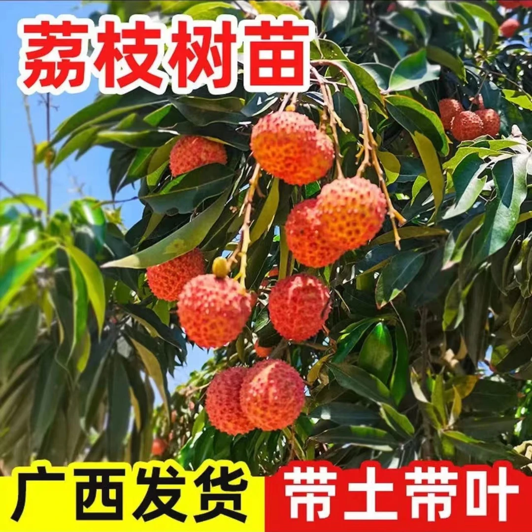 A1无核荔枝树苗带土带叶可盆栽可地栽南北方可种
