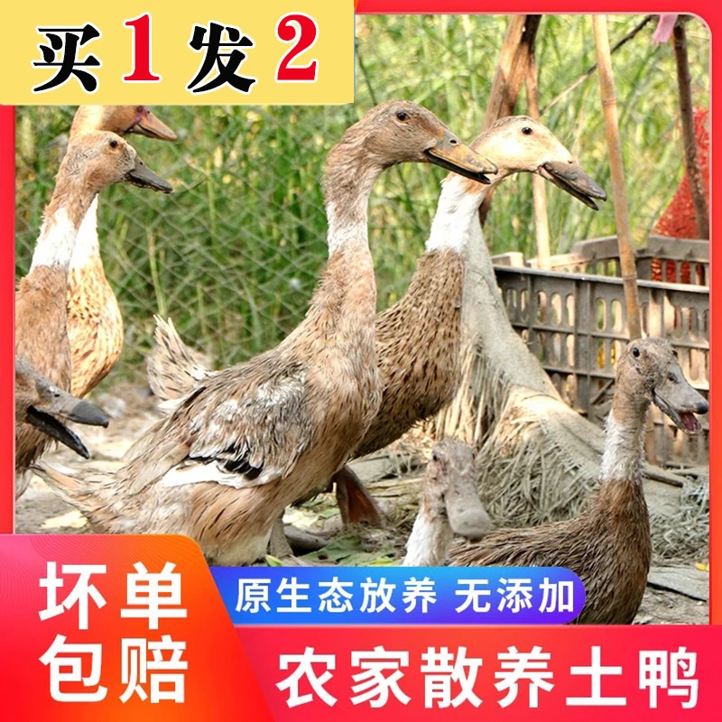 【到手两只】顺丰冷链散养鸭子两只带箱5.5斤无鸭掌无内脏带翅根