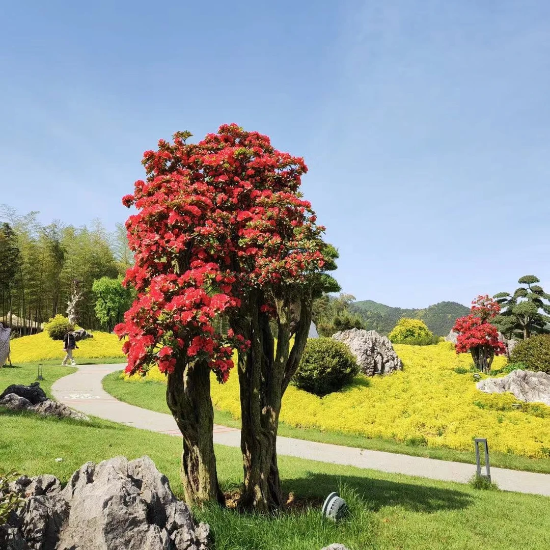 《毛毛花园》杜鹃老桩别墅庭院一物一拍包打木架不包邮绿植大盆栽
