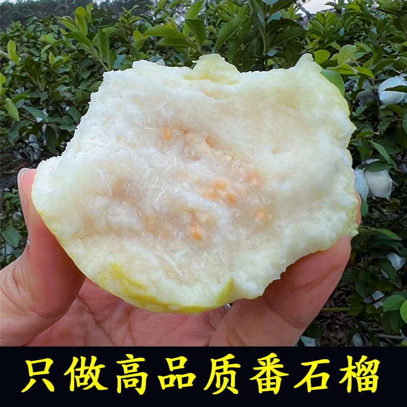 树上熟 奶油白芭乐糯心绵软细腻丝滑 果园现摘现发 新鲜水果当季