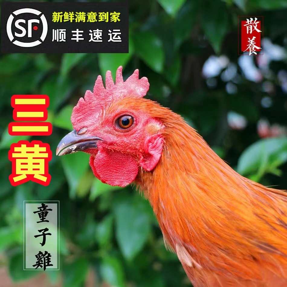 【粉丝福利3】现杀3只散养三黄童子鸡溜达鸡散养鸡顺丰包邮4.5-5斤