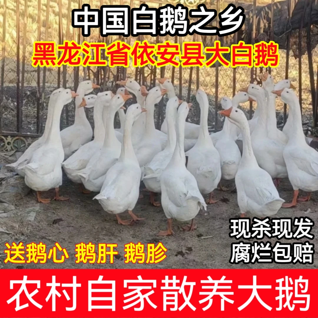 东北大鹅农村散养笨大鹅白鹅之乡依安县原产地发货