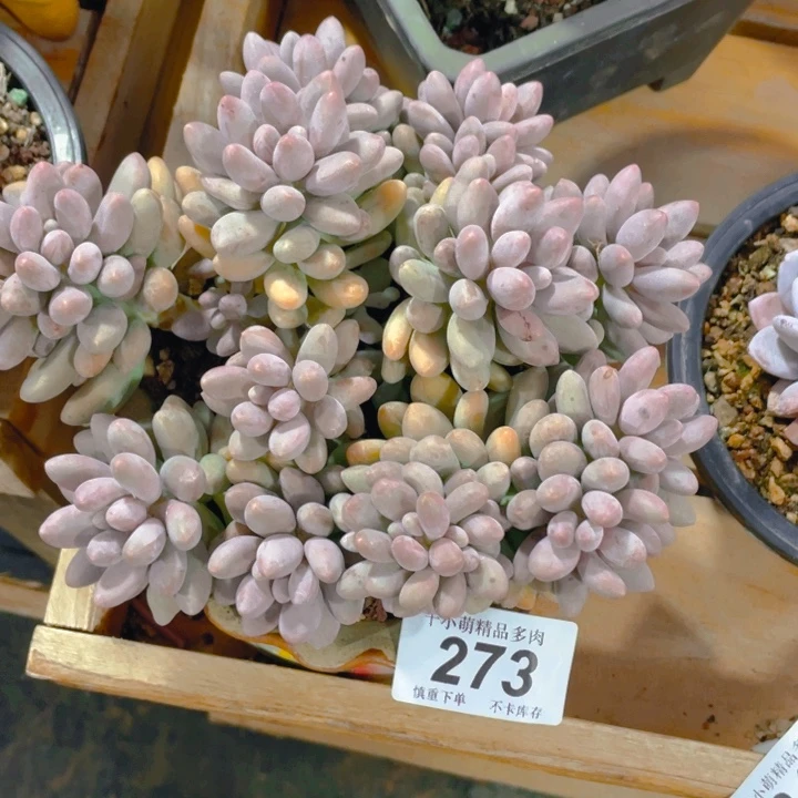 来*妈谢谢你了哈亲爱的0000000273