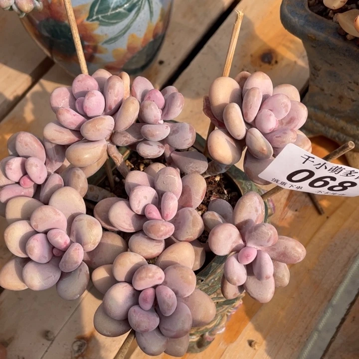 范*范我谢谢您了哈亲00000000068