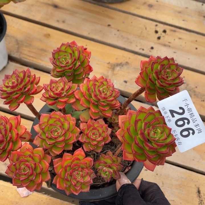 谢谢你了哈亲爱的00000266