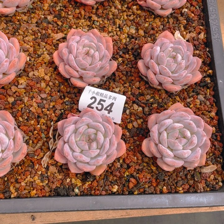 陳*央我们的生活也是一样000000254