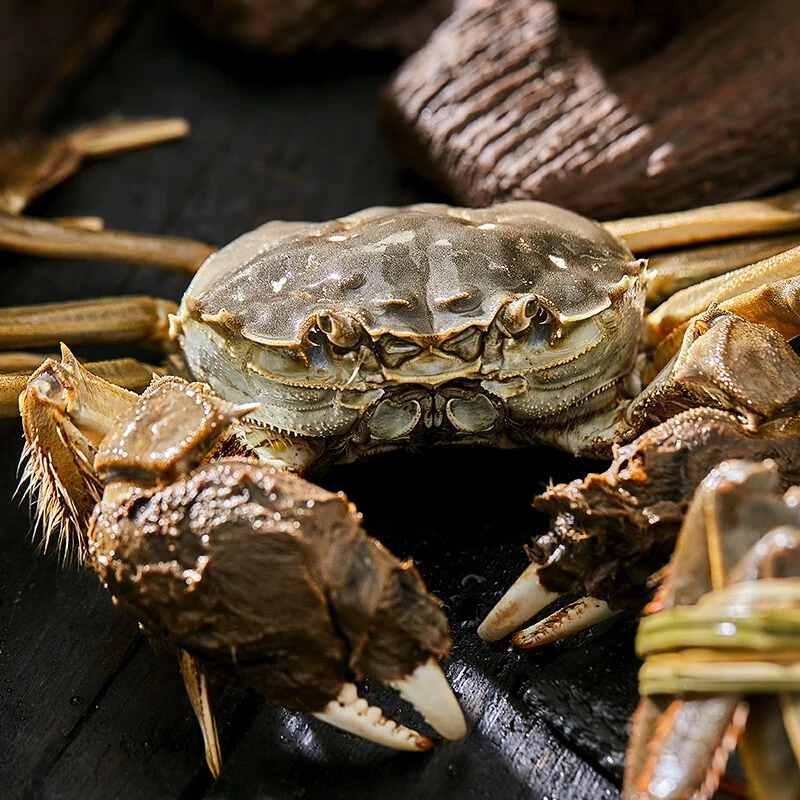 【甘肃螃蟹现货】冰雪融水养殖鲜甜公母混合2/3斤均1.8两左右发顺丰