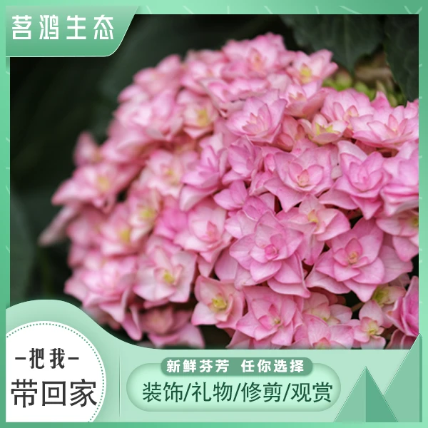 茗鸿生态绣球花手鞠盆栽庭院阳台绿植花卉重瓣开花爆花加仑盆芬芳