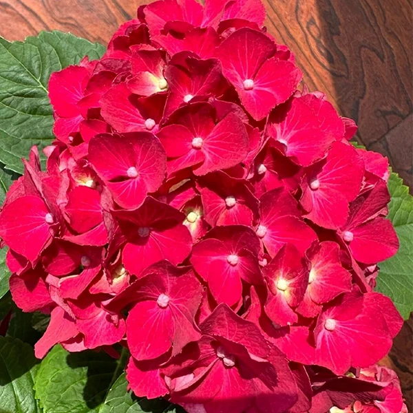 1加仑红色精致大花绣球盆栽耐热直立适合庭院阳台种植