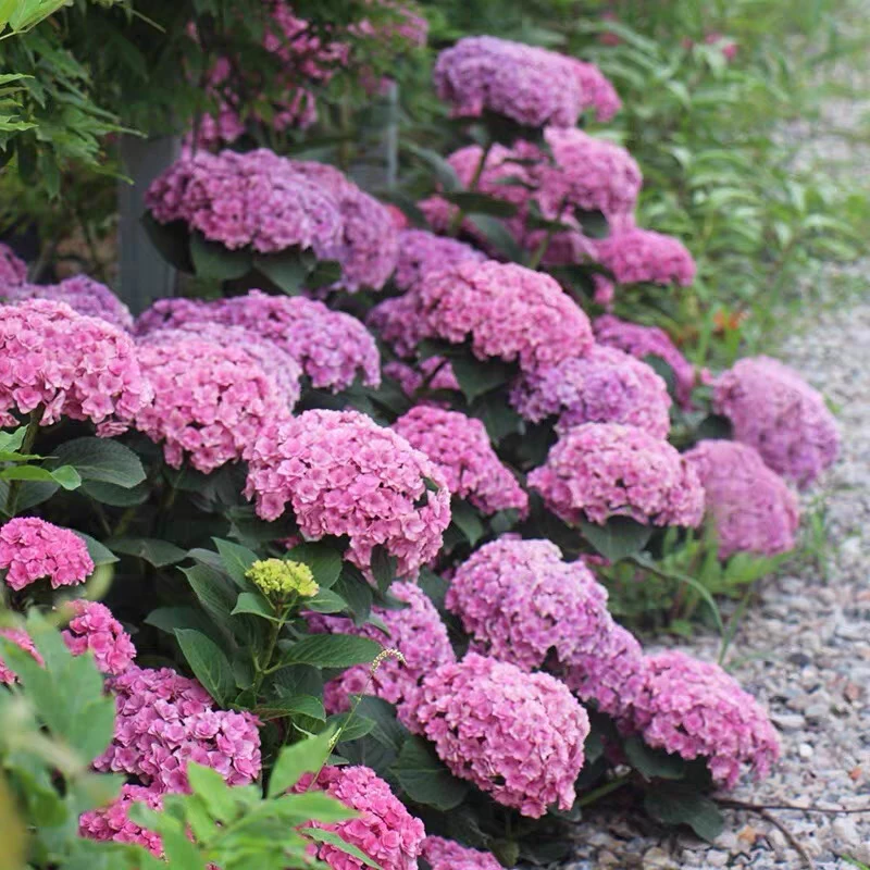 （太阳神殿）绣球盆栽重瓣1加仑盆