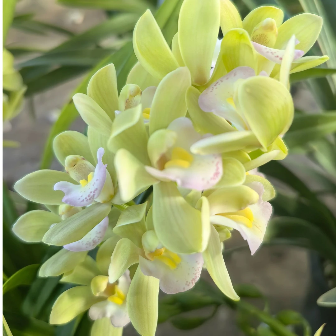 香水香兰 蕙兰 年宵花