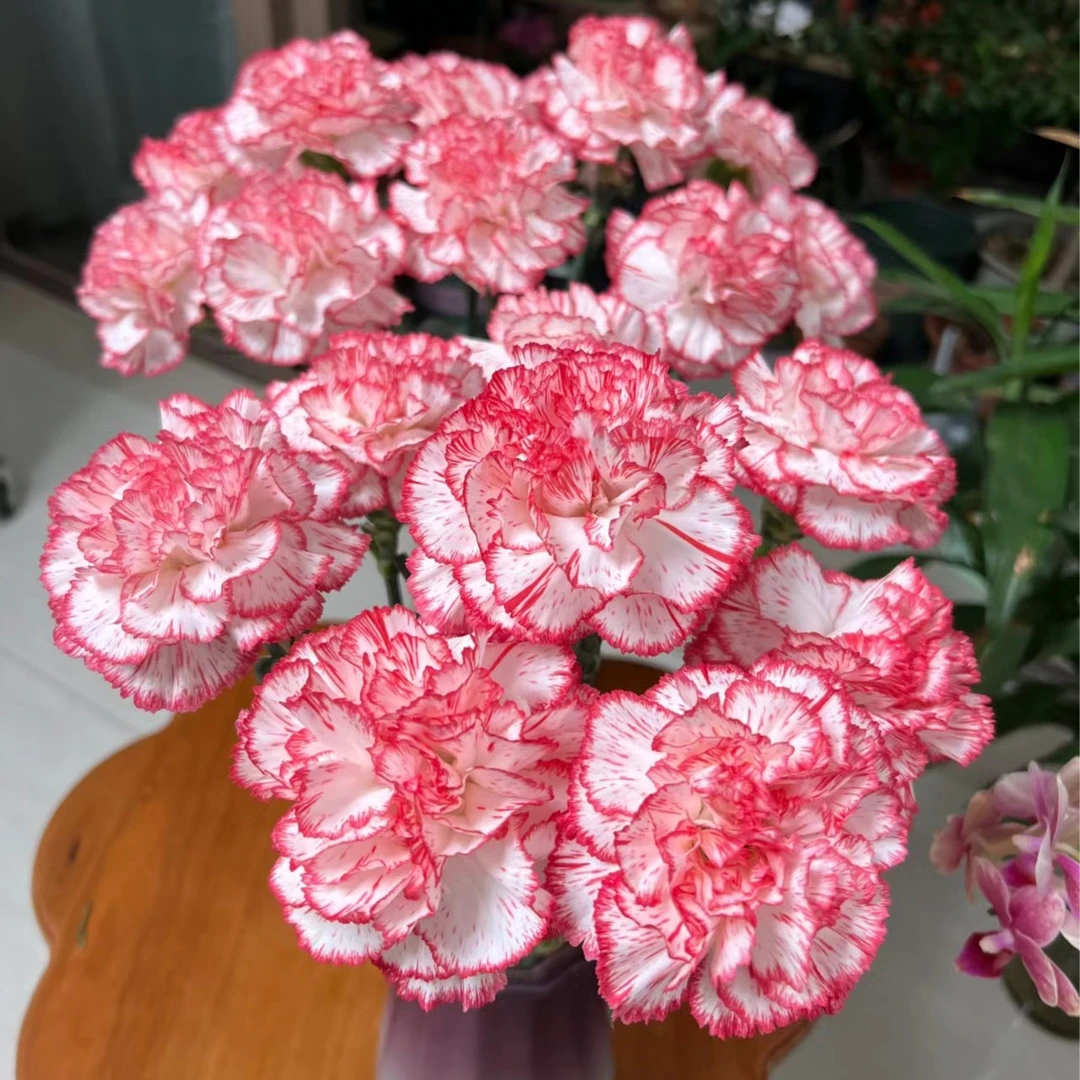 花福十花边新闻-康乃馨伊人16枝