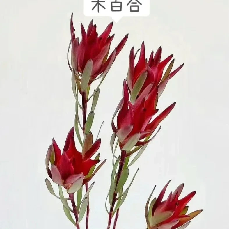 冬日门店小时达-花边新闻-木百合5枝