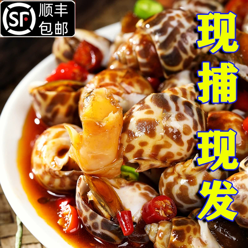 香辣花螺海鲜麻辣香螺海螺肉加热即食半成品凉菜新鲜夜宵网红小吃