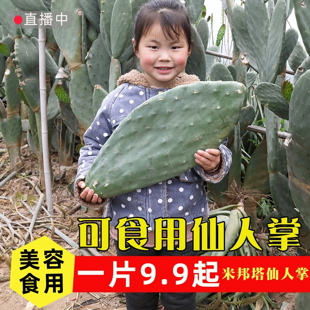 【米邦塔黄果】仙人掌片食用外敷美容灌肤吃盆栽多肉室内外耐旱