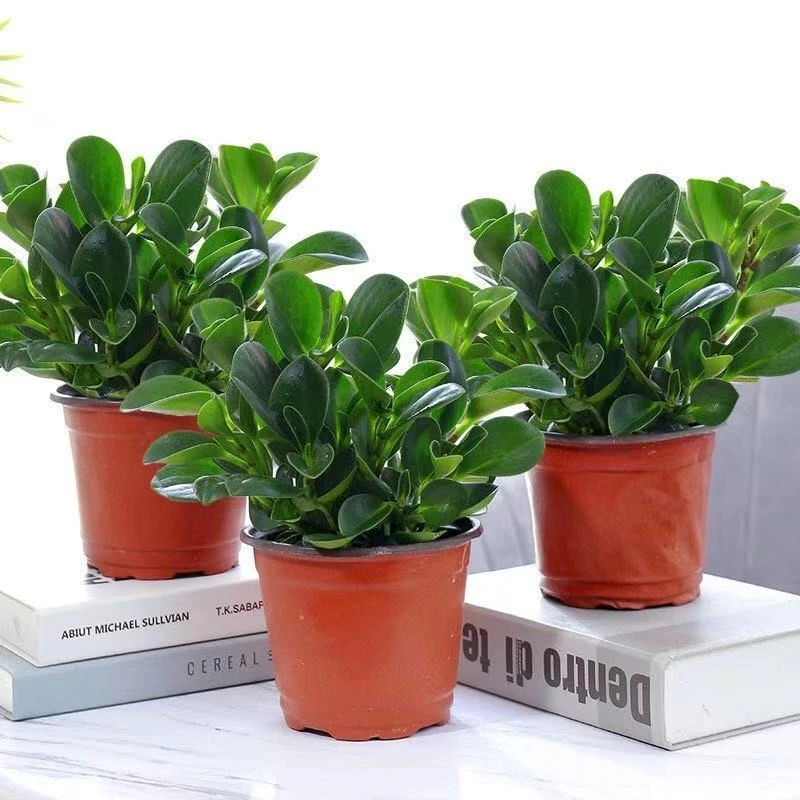 豆瓣绿 电脑宝贝碧玉植物四季常青植物盆栽净化空气除甲醛防辐射