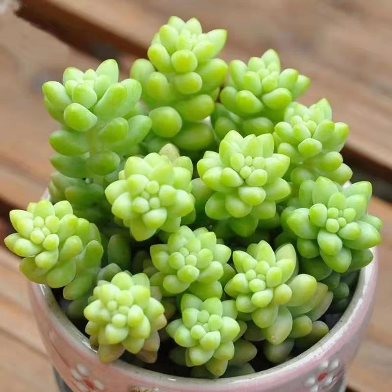 玉坠秋季小盆栽夏季花卉绿植新手肉肉老桩懒人花室内阳台好养易活