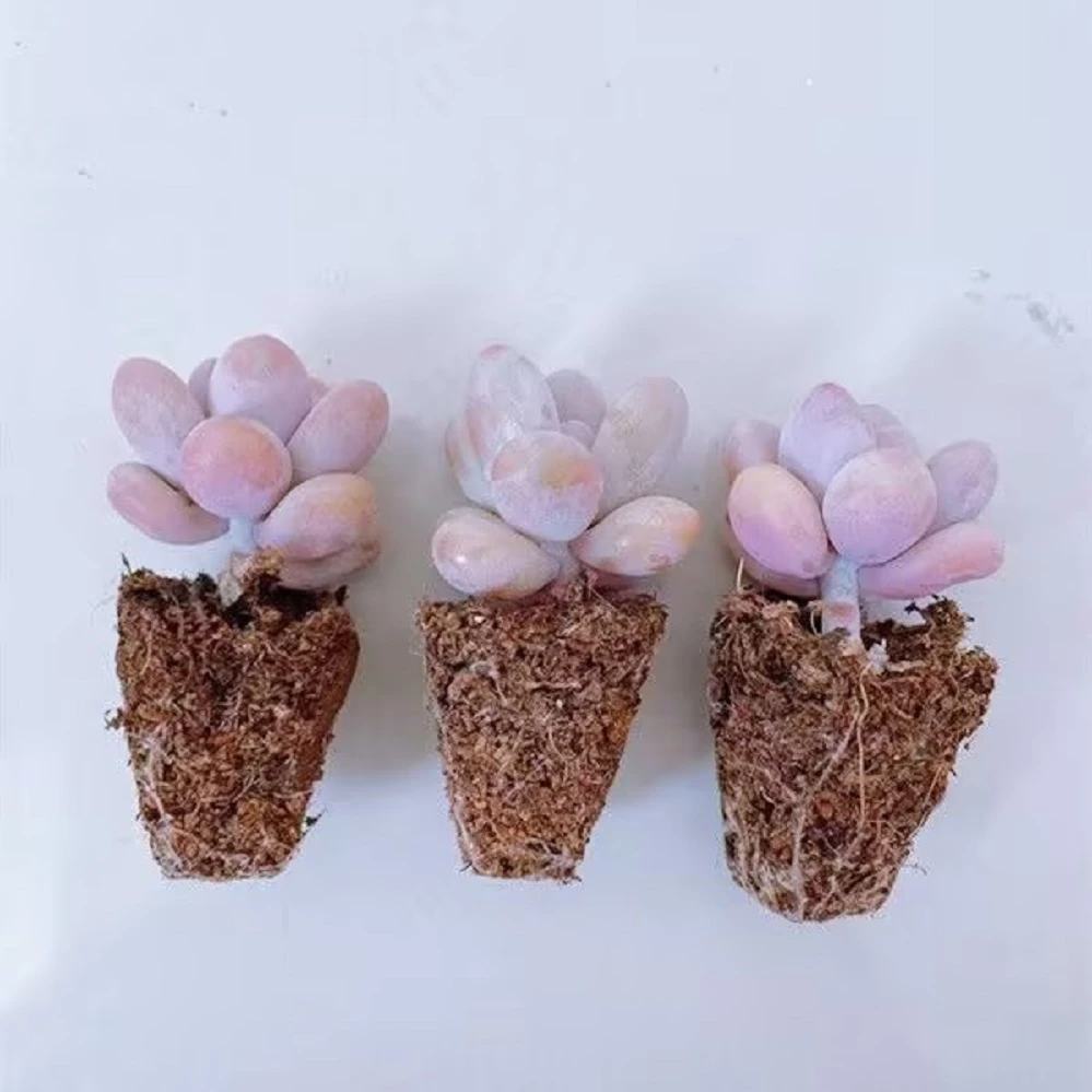 【根部带土】多肉桃蛋 多肉植物桃蛋 丸叶桃之卵 多肉皮实好养易活