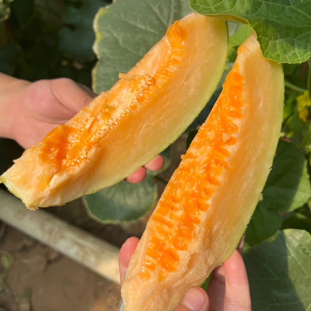 海南东方琼州蜜哈密瓜净重6.3-8.5斤 中通包邮