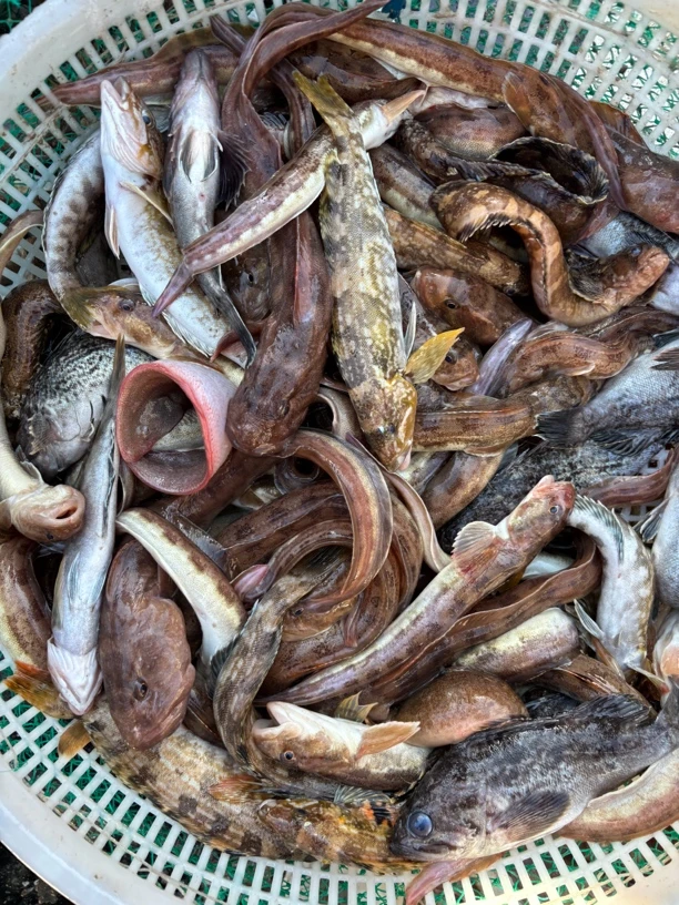 大连发货野生杂伴鱼3斤顺丰发