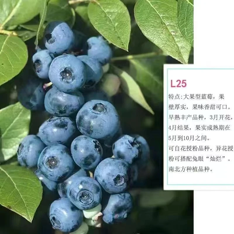 薄雾蓝莓苗授粉大果纯甜香甜室内盆栽地栽成活南北方种植当年剪枝