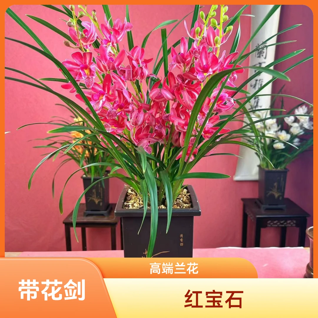 大花美人  惠兰红宝石基地直发带盆种好带花剑