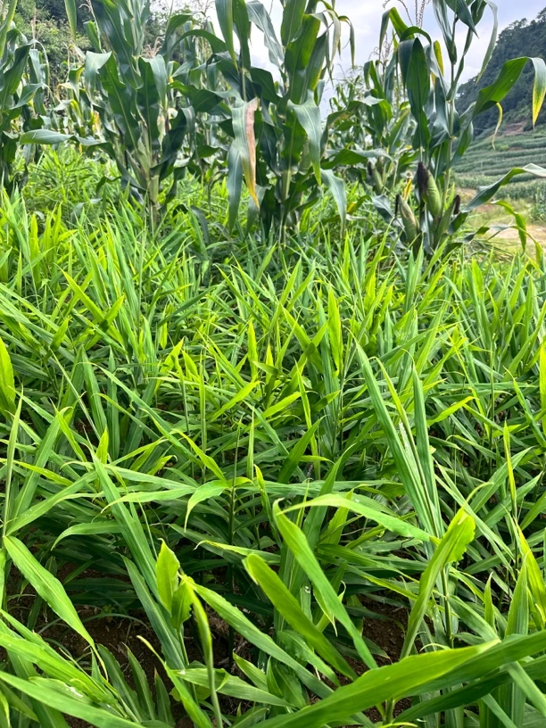 云南小黄姜新姜做泡姜姜片首选露天种植现挖现发地方