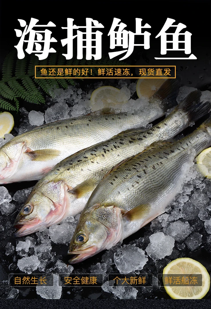连云港 野生鲈鱼 无冰衣速冻发货