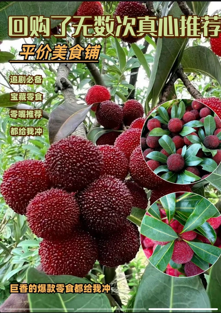 现货杨梅山塘农村老树杨梅无科技与狠活