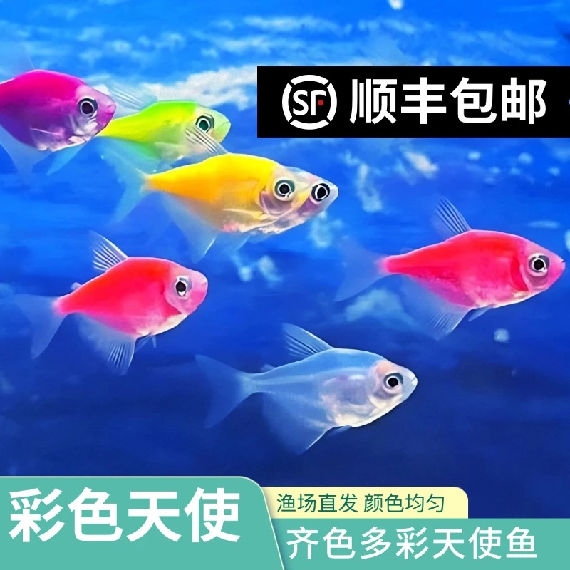 九彩色天使鱼3-4CM糖果鱼热带观赏鱼活体小型小鱼观赏
