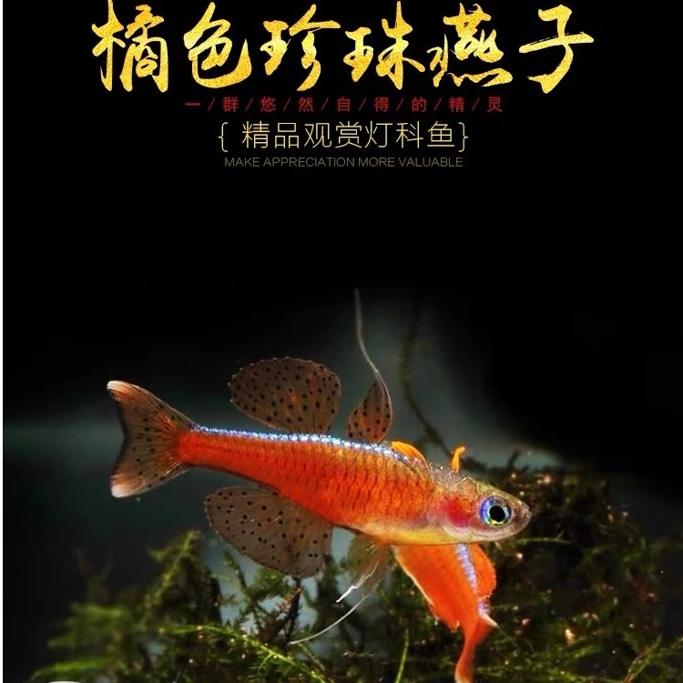 热带鱼 橘红燕子鱼 小型灯科鱼