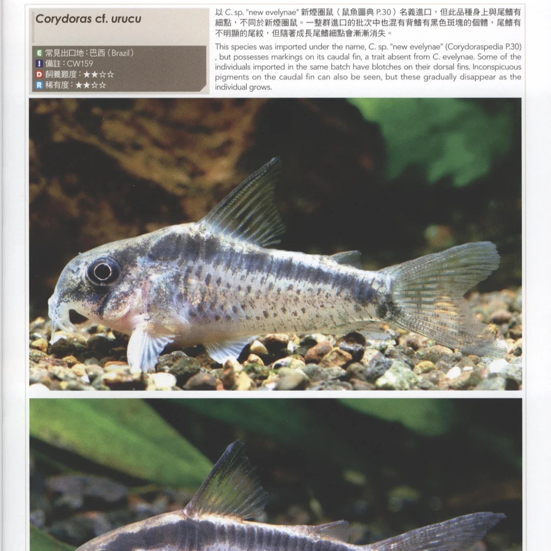 热带鱼观赏鱼   普鲁士印第安