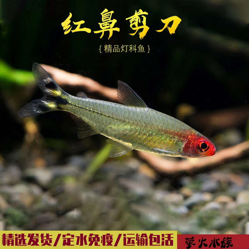 红笔剪刀鱼活体宠物热带鱼小型观赏鱼水草缸群游鱼淡水鱼灯科鱼