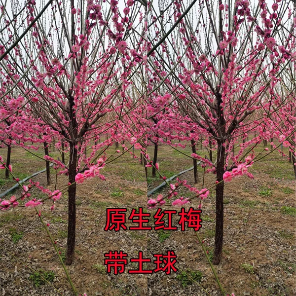 红梅花树苗盆栽老桩庭院耐寒冬季开花卉植物浓香原生高杆骨里红梅