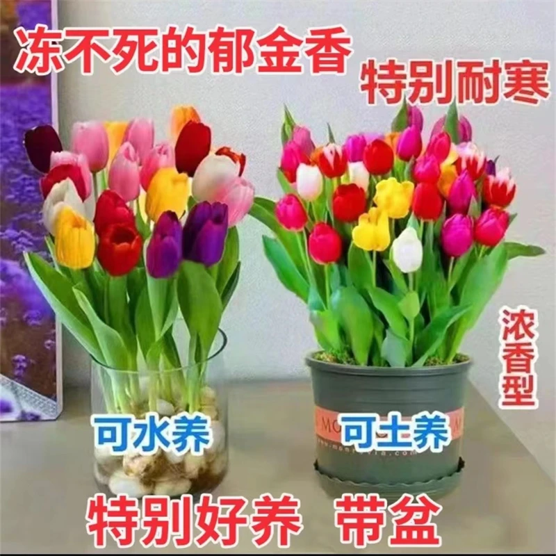 荷兰进口郁金香大种球郁金香水培套装土培郁金香花卉水仙花耐寒