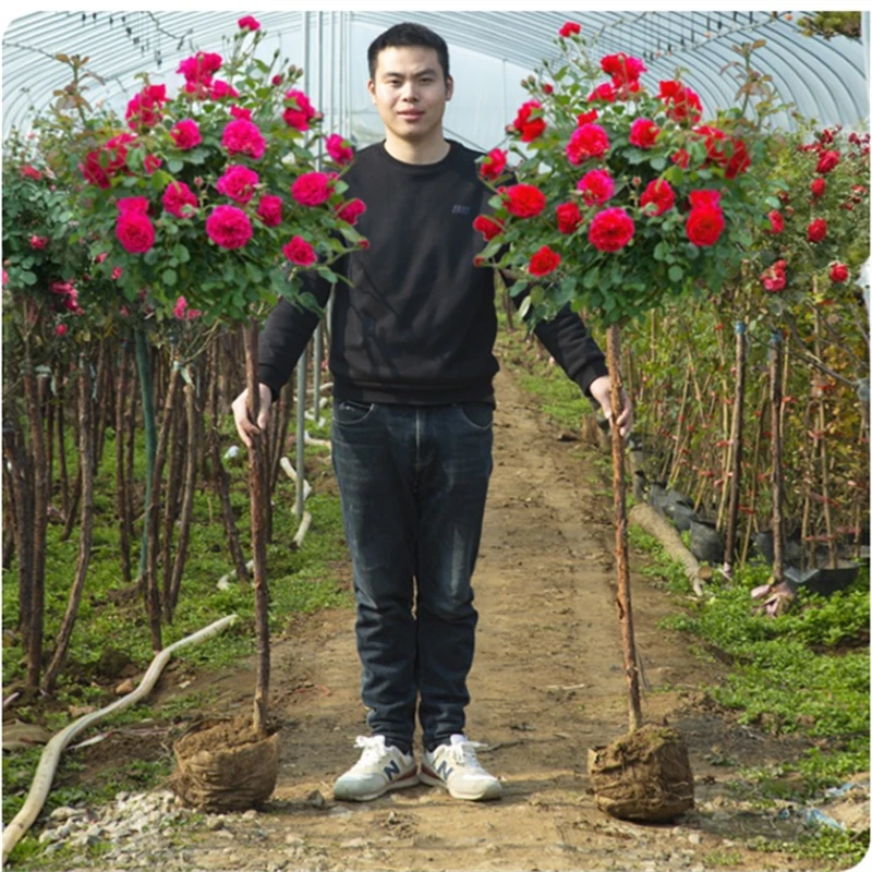大花月季树 树状月季高杆老桩玫瑰树苗多季开花大花树桩盆栽黄色