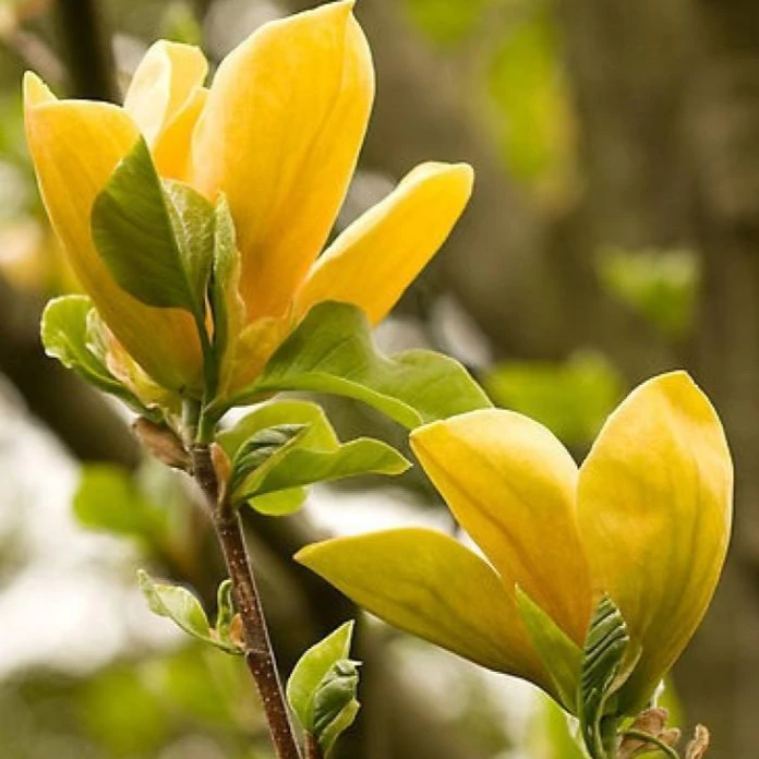 黄鸟玉兰矮化盆栽黄玉兰耐寒三季开花庭院玉兰花树地栽南北直播