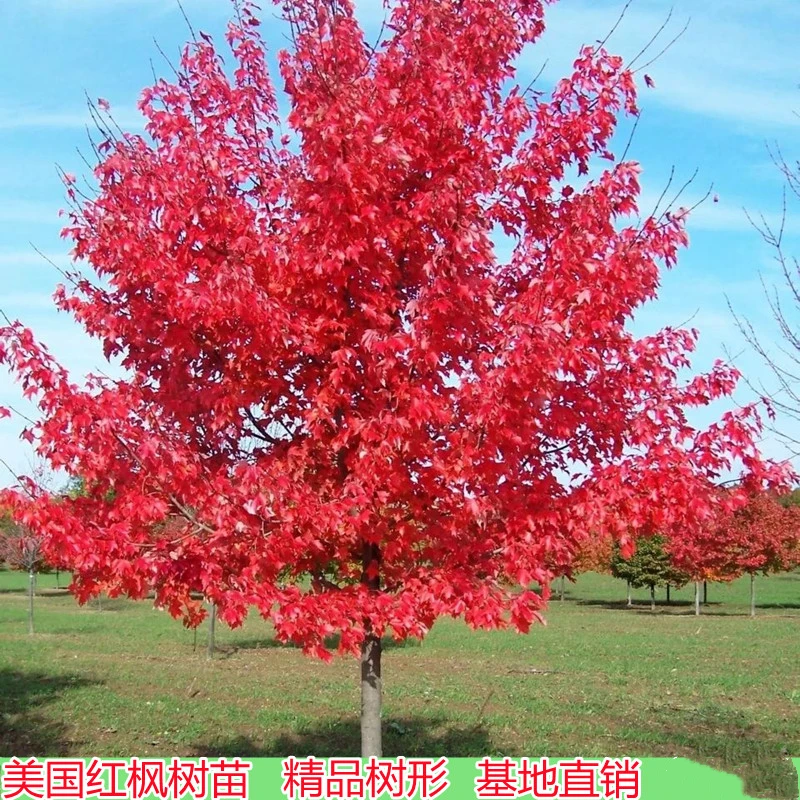 正宗美国红枫树苗红枫大树 新鲜起苗别墅庭院绿化 好成活植物红色