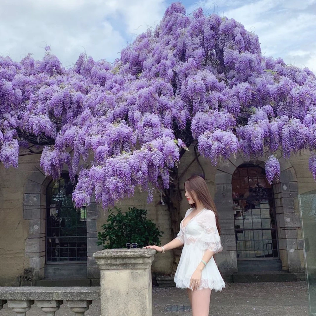 紫藤花紫色丰花紫藤树苗爬藤植物别墅庭院耐寒攀援花卉