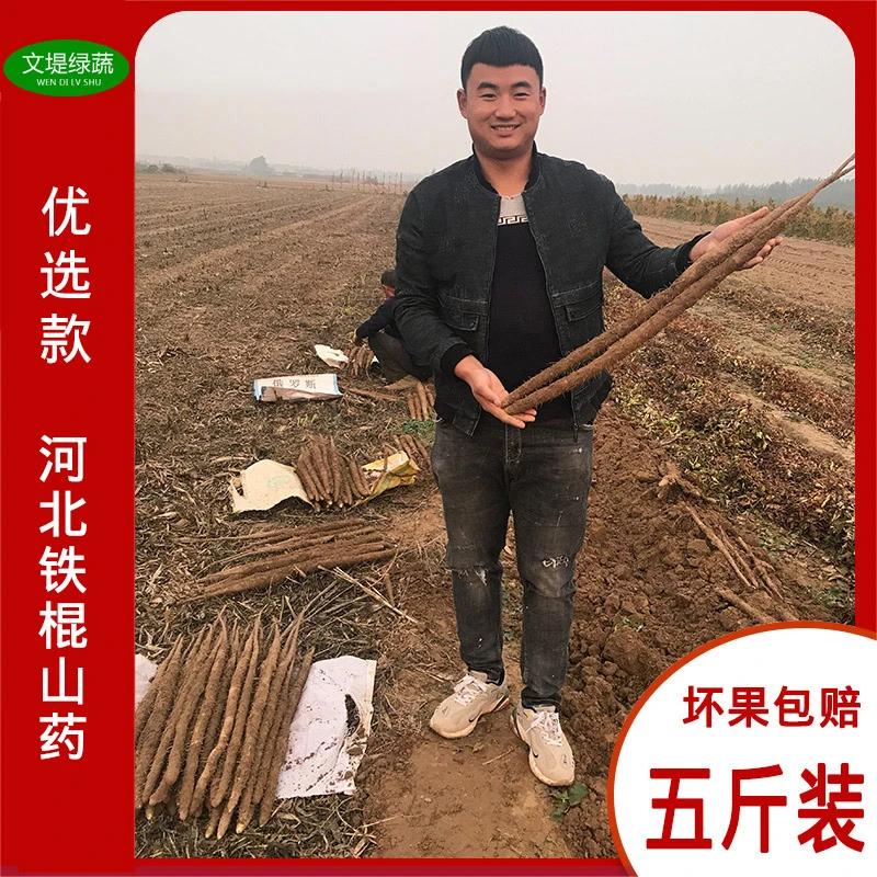 蠡县铁棍山药5斤装50厘米以上农家自产自销新鲜好吃