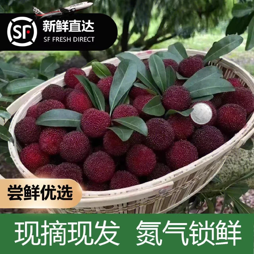尝鲜款【单果15-20克】仙居杨梅 4年老店 大棚东魁 顺丰冷链空运