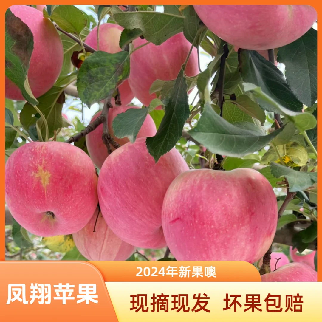 2024年陕西凤翔红富士苹果新鲜现摘净重4.5斤/8.5斤 中通包邮