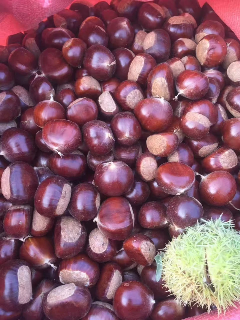 迁西老树中栗100斤