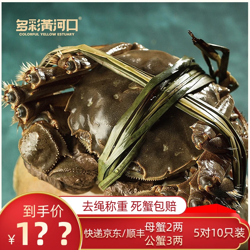 多彩黄河口【活蟹现发】黄河口大闸蟹2.0-2.2两母蟹10只装