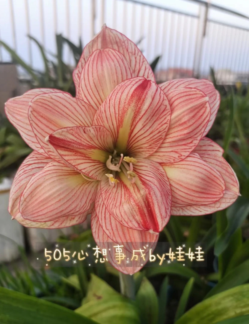 异乡人 螺旋莓果 蝶舞 裘马轻狂 心想事成朱顶红，阳台室外花卉