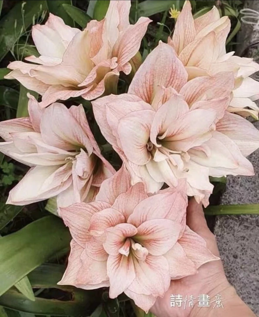 台朱诗情画意 乱世佳人 七彩小仙女朱顶红，阳台室外花卉