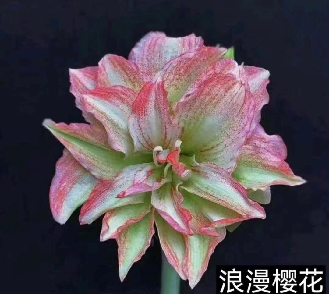 初见 浪漫樱花 红裙妃子 纸风车朱顶红,阳台室外花卉