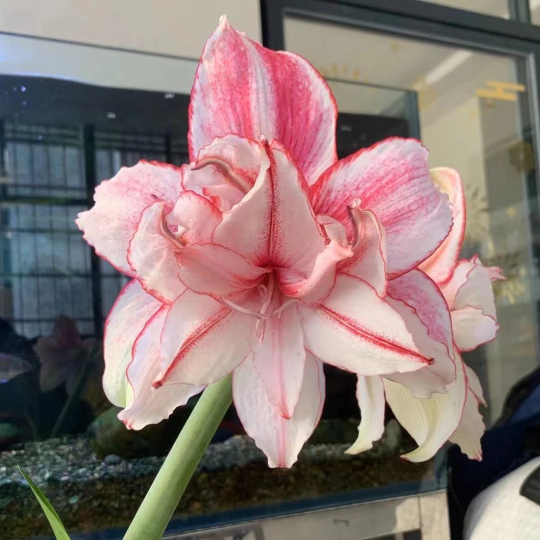白肋一诺千金，白肋3617朱顶红 阳台室外地栽盆栽花卉